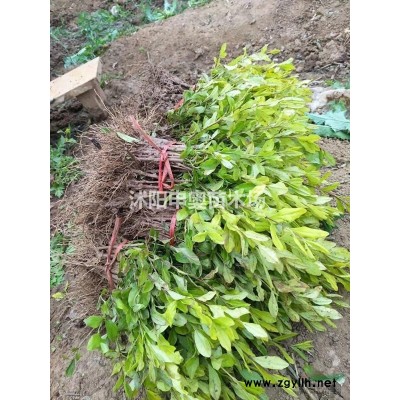 供應江蘇地區紅柳小苗2000萬棵