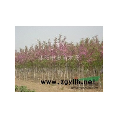 江蘇2021劍麻基地/劍麻苗圃/劍麻照片/劍麻苗木/劍麻價格