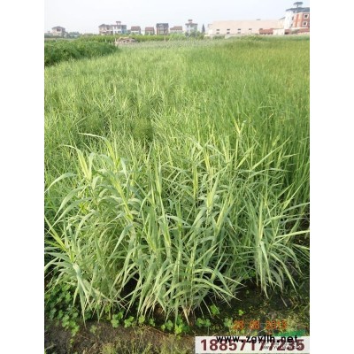 紫嬌花供應(yīng)/紫嬌花圖片