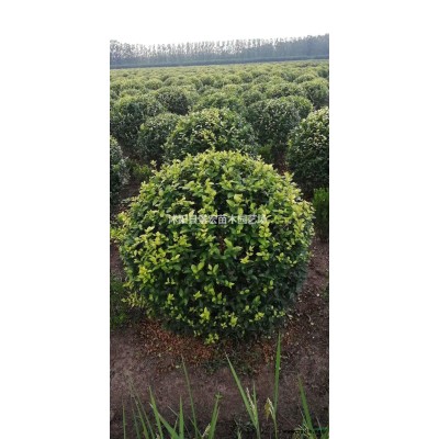 江蘇小葉黃楊*新報價/小葉黃楊圖片