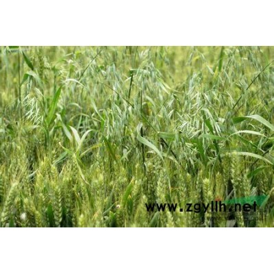 紫葉炸漿草圖片\紫葉炸漿草報(bào)價(jià)