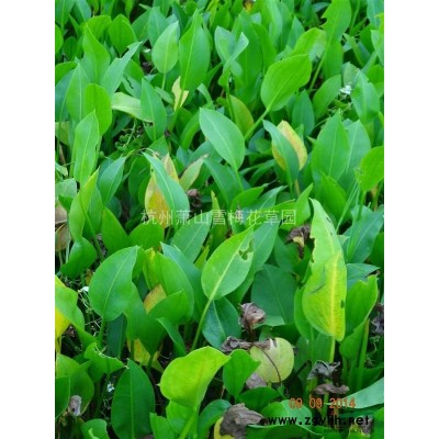 沿階草*新價(jià)格/沿階草報(bào)價(jià)