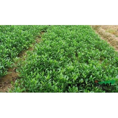 塔柏 塔柏價格 咨詢瀏陽市澤云苗木種植專業合作社