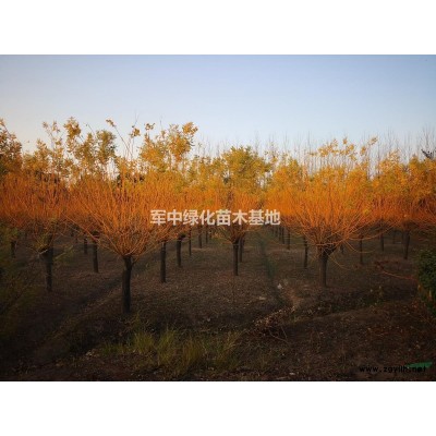龍柏基地/價格/圖片/產地/行情30一400公分高