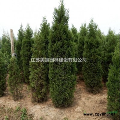 大量出售中華結(jié)縷草草坪