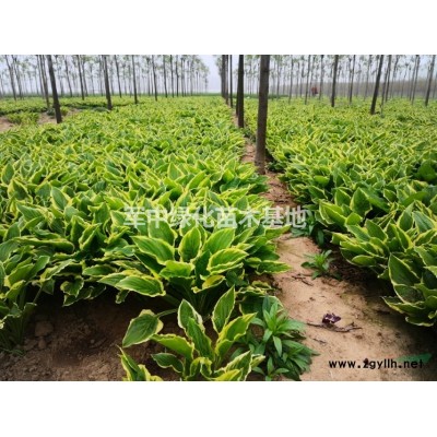 30一350公分高蜀檜基地/價(jià)格/圖片/產(chǎn)地/行情