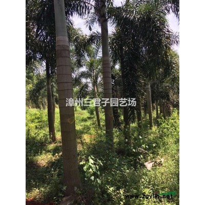 榕樹(shù)樁景