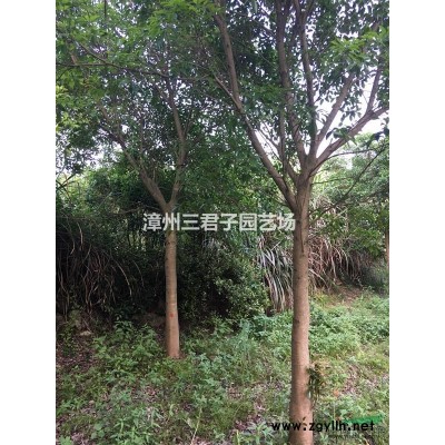黃金香柳