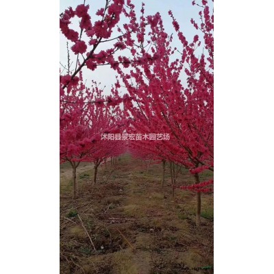 優質特價江蘇沭陽大葉女貞產地直銷