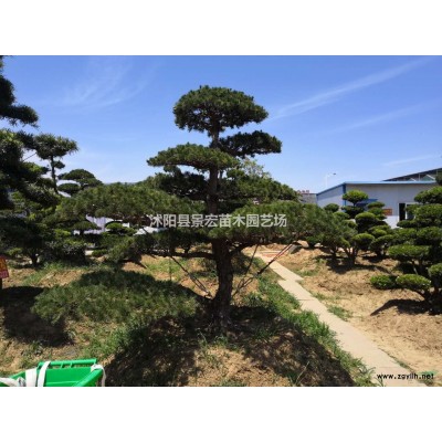 江蘇碧桃/江蘇沭陽碧桃價格/報價