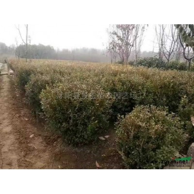 精品紅葉石楠球行情報價\精品紅葉石楠球圖片展示