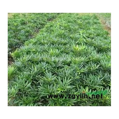 1一45公分櫸樹基地//櫸樹價格櫸樹圖片/櫸樹產地/行情