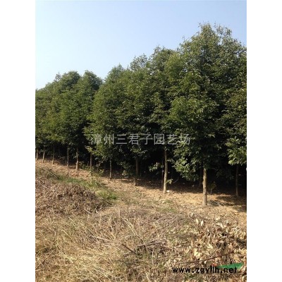 加拿利海棗/加拿利海棗報(bào)價(jià)