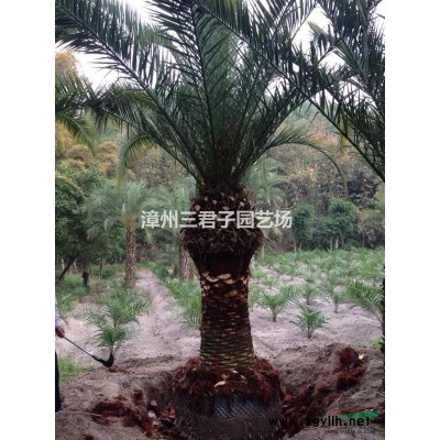 榕樹(shù)樁頭