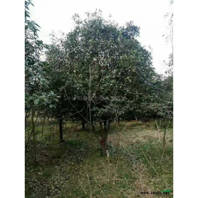 江蘇沭陽紅葉石楠球介紹/特征/用途