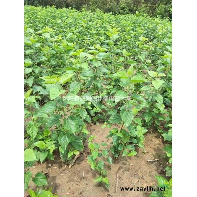 【豆瓣黃楊】基地常年供應優質豆瓣黃楊 苗圃基地直銷 價格低_