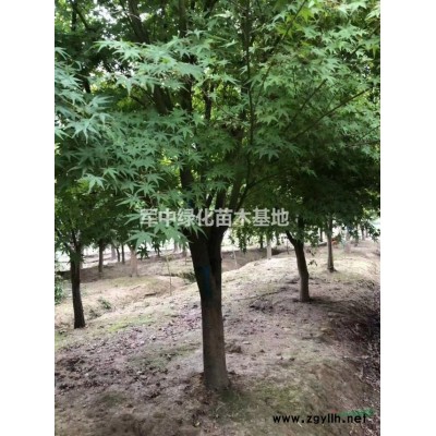 1一12公分碧桃基地/價格/圖片/產地/行情