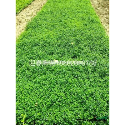 3一120公分銀杏樹基地/價(jià)格/圖片/產(chǎn)地/行情