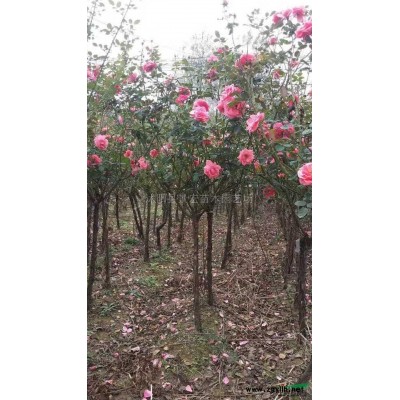 江蘇沭陽北美海棠行情報價/江蘇沭陽北美海棠圖片展示