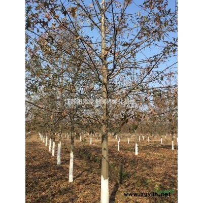 300畝苗圃臘梅報(bào)價(jià)/臘梅報(bào)價(jià)照片/臘梅綠化效果