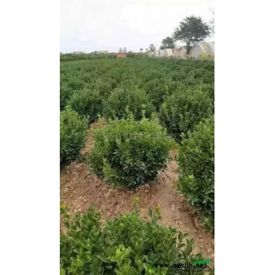 江蘇樸樹*新報價/樸樹圖片