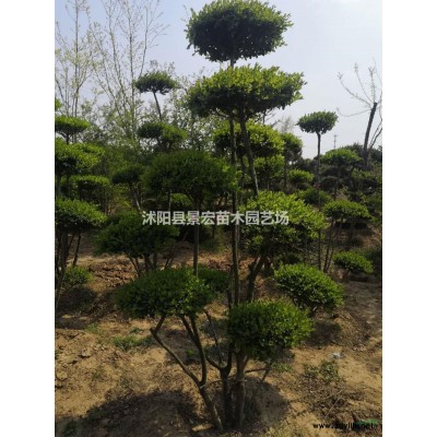 小葉女貞球供應/小葉女貞球圖片
