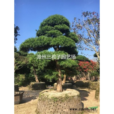 黃金寶樹(shù)（千層金）