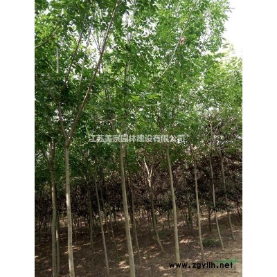 大量供應(yīng)速生楊樹，白楊樹 意楊 規(guī)格*