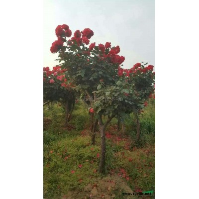 江蘇臘梅基地新報(bào)價(jià)/臘梅基地圖片
