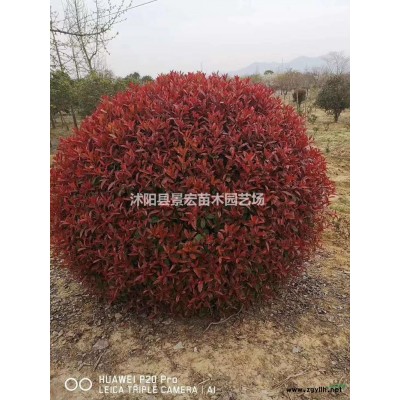 江蘇樹型月季