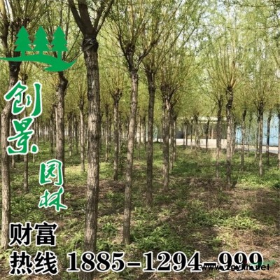 2~6公分中華燈臺樹價格-沭陽種植基地直銷