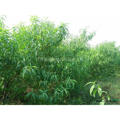 基地直供1——25公分玉蘭，紅白黃紫玉蘭，二喬玉蘭