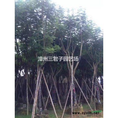 千層金(黃金香柳）黃金寶樹(shù)