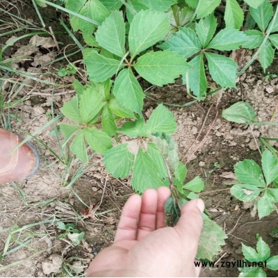 果嶺草草坪價(jià)格_果嶺草草坪圖片_果嶺草草坪基地