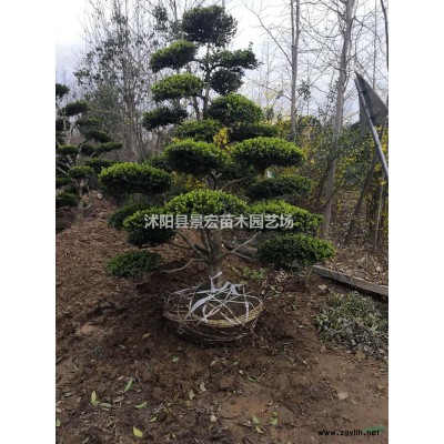 江蘇櫻花*新報價/櫻花圖片