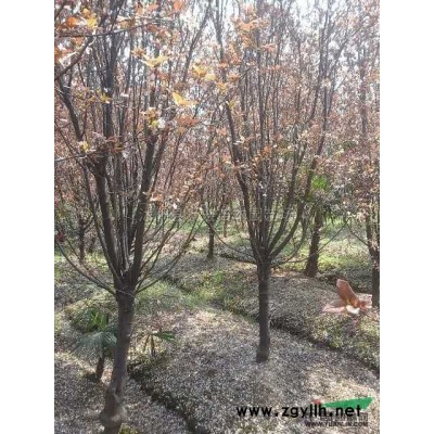 精品紅楓*新價格/精品紅楓報價