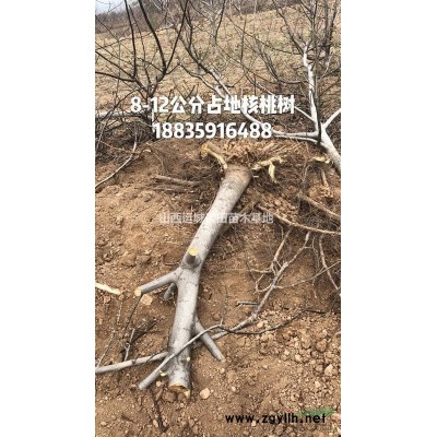 供應山西地區8-10公分山桃，9公分山桃產地價格