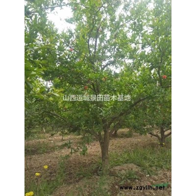 柿子樹10公分=10公分澀柿子樹=10公分陽豐甜柿子樹價格