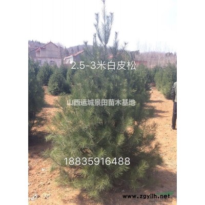 側柏價格多少錢？高度4米側柏，4米5側柏，5米側柏價格