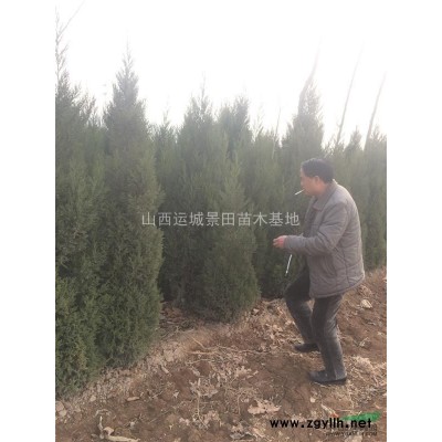 8公分山桃價格·10公分山桃樹產地·8公分山桃詳情報價