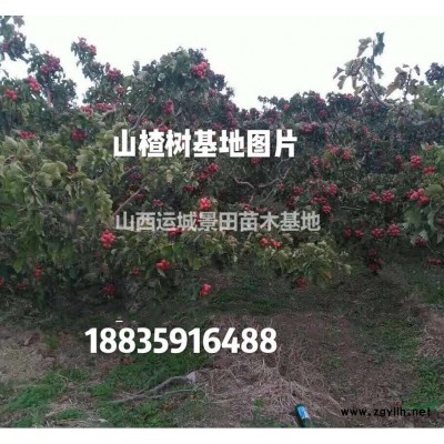 紅葉李基地，紅葉李苗價格多少錢一棵？高分枝紅葉李價格