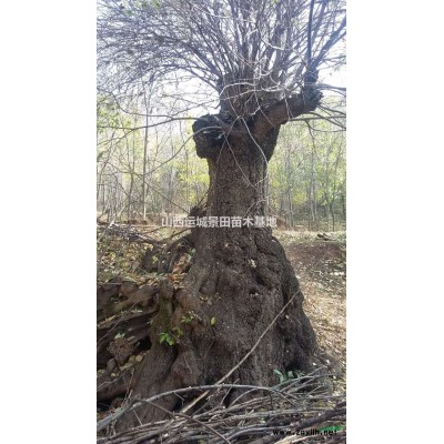 8公分甜柿子樹=9公分無核柿子樹=10公分陽豐甜柿子樹基地