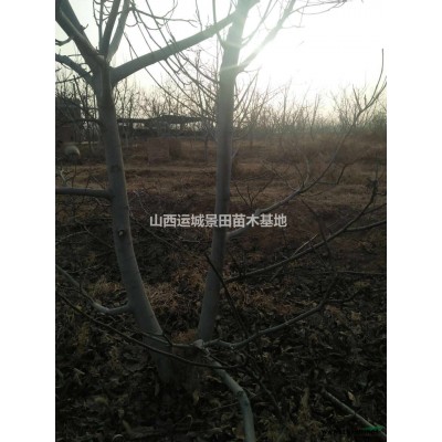 粗度10公分紅葉李=地徑10公分紅葉李=直徑10公分紅葉李價格
