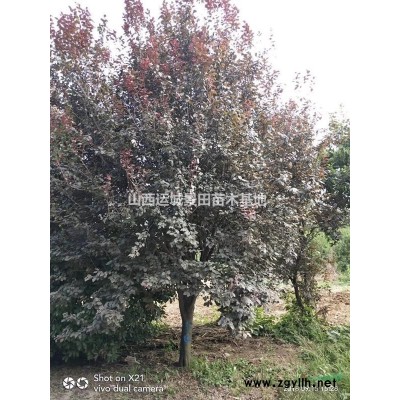 紅葉李價格地徑10公分=米徑9公分=山西紅葉李基地價格
