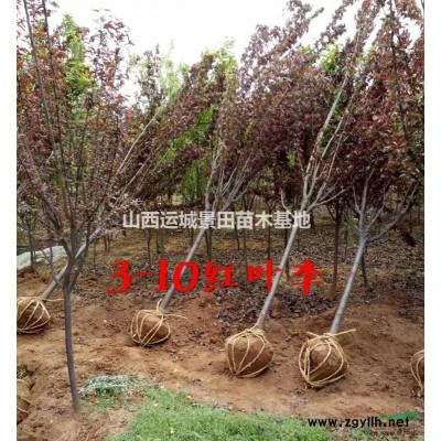 紅葉李價格10公分紅葉李，11公分紅葉李，12公分紅葉李