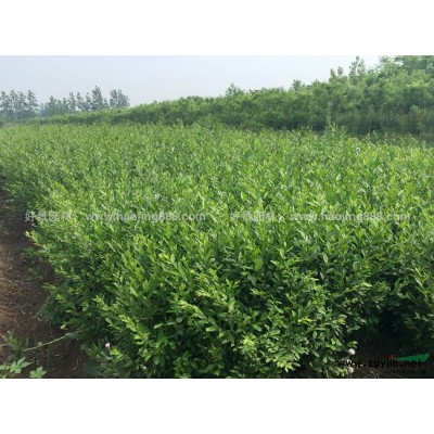 紫穗槐價格_紫穗槐圖片_紫穗槐產地_紫穗槐綠化苗木苗圃基地