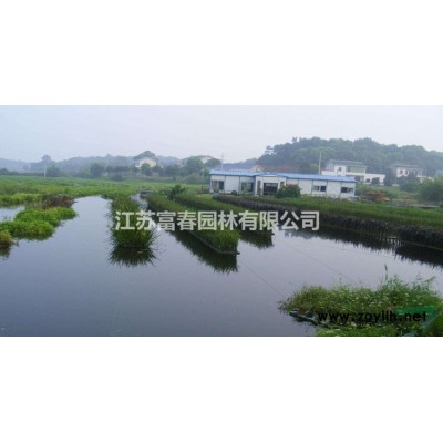 苗圃長(zhǎng)期供應(yīng)夏橡樹(shù)小苗規(guī)格*價(jià)格合理歡迎您采購(gòu)