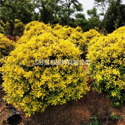 金太陽(yáng)絲棉木1號(hào)