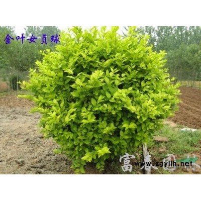 藍(lán)冰柏種植基地 直銷藍(lán)冰柏工程苗 綠化苗 規(guī)格* 量大從優(yōu)