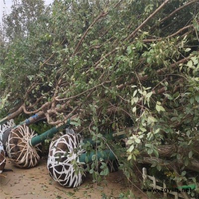 仿真植物景觀綠雕 人物動(dòng)物綠雕仿真動(dòng)物雕塑綠雕工藝品雕塑景觀